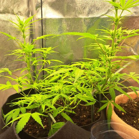 Jack 47 XL Auto growlog timeline photo