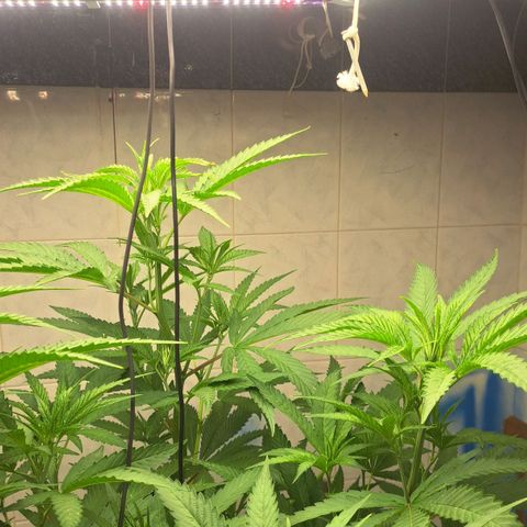 Sideral x Zombie Kush growlog timeline photo
