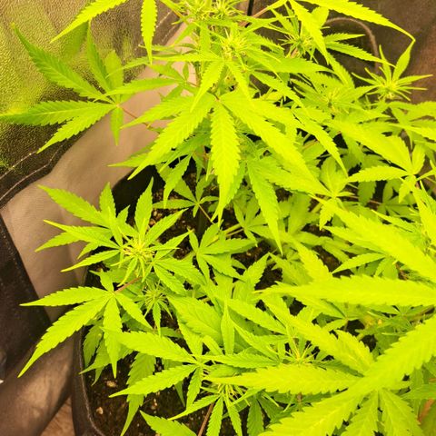 Jack 47 XL Auto growlog timeline photo