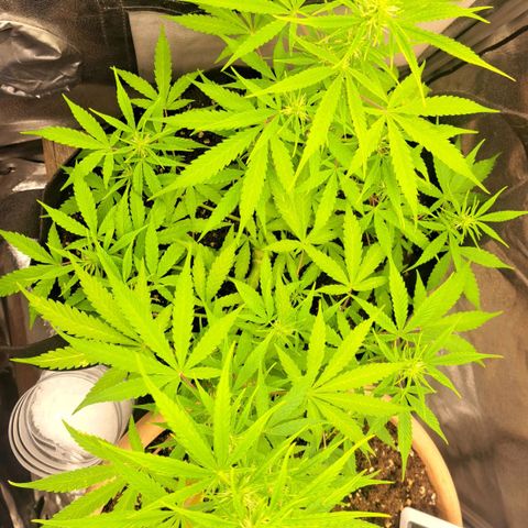 Jack 47 XL Auto growlog timeline photo
