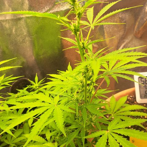 Jack 47 XL Auto growlog timeline photo