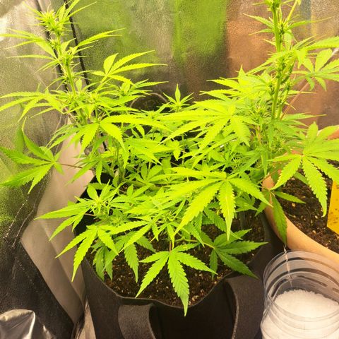 Jack 47 XL Auto growlog timeline photo