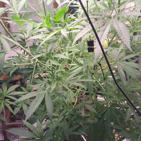 Sideral x Zombie Kush growlog timeline photo