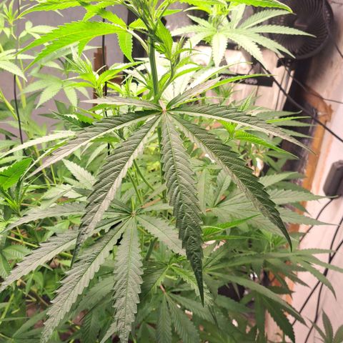 Sideral x Zombie Kush growlog timeline photo