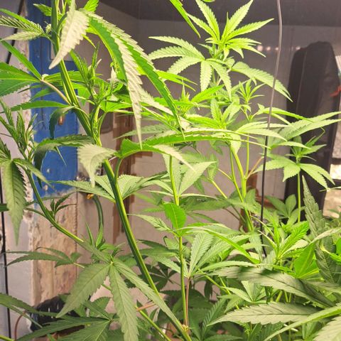 Sideral x Zombie Kush growlog timeline photo