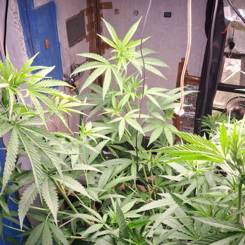 Sideral x Zombie Kush growlog timeline photo