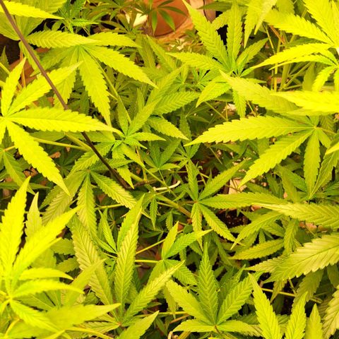 Sideral x Zombie Kush growlog timeline photo