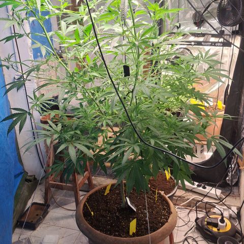 Sideral x Zombie Kush growlog timeline photo