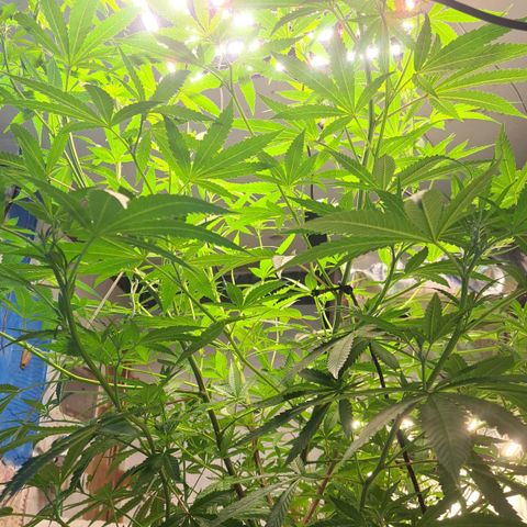 Sideral x Zombie Kush growlog timeline photo