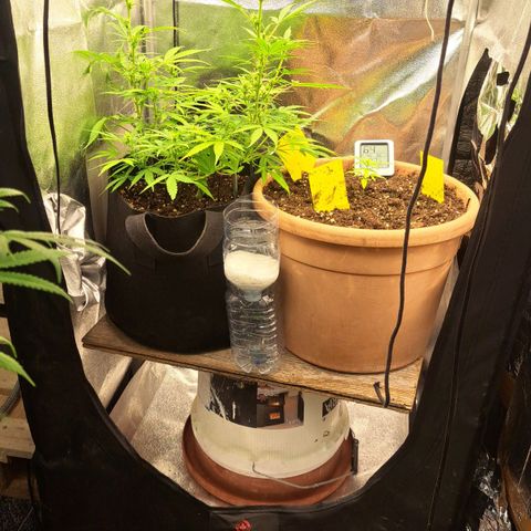 Jack 47 XL Auto growlog timeline photo