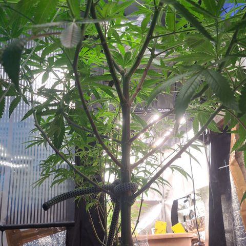 Sideral x Zombie Kush growlog timeline photo