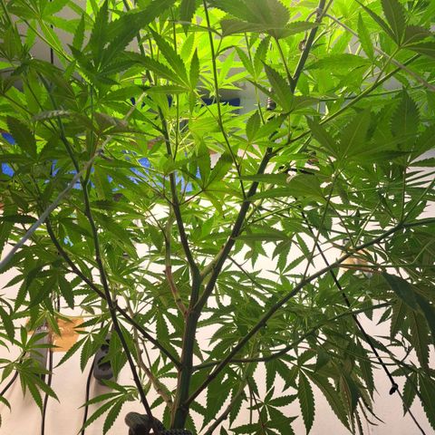 Sideral x Zombie Kush growlog timeline photo