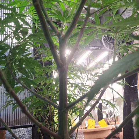 Sideral x Zombie Kush growlog timeline photo