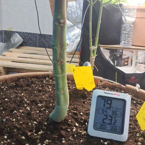 Sideral x Zombie Kush growlog timeline photo