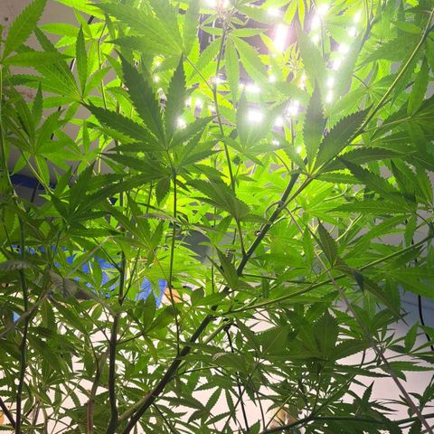 Sideral x Zombie Kush growlog timeline photo