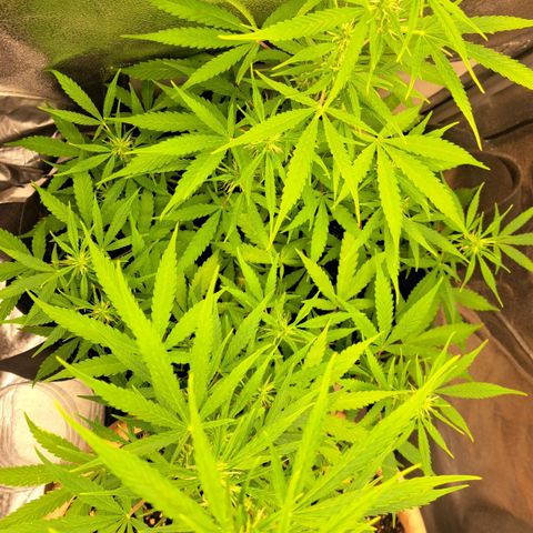 Jack 47 XL Auto growlog timeline photo