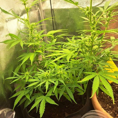 Jack 47 XL Auto growlog timeline photo