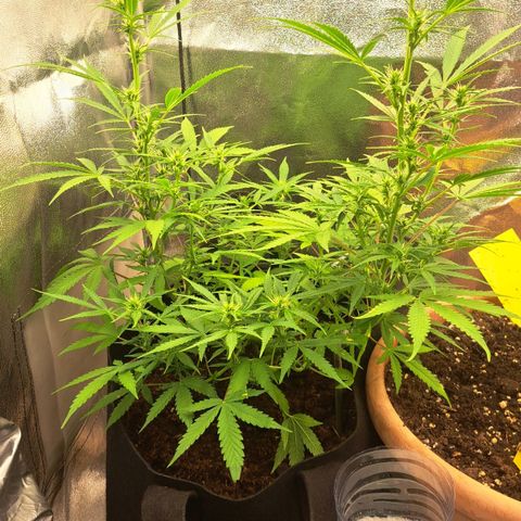 Jack 47 XL Auto growlog timeline photo