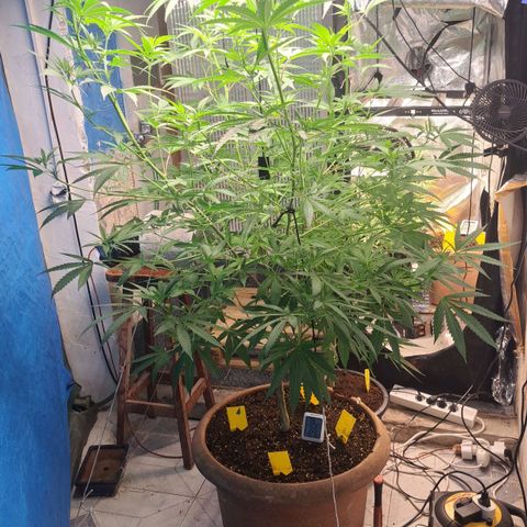 Sideral x Zombie Kush growlog timeline photo