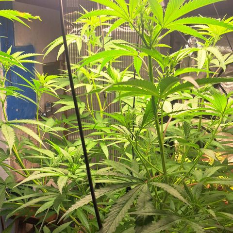 Sideral x Zombie Kush growlog timeline photo