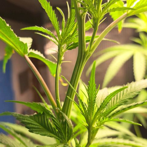 Sideral x Zombie Kush growlog timeline photo
