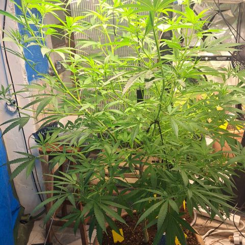 Sideral x Zombie Kush growlog timeline photo