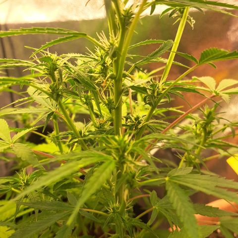 Jack 47 XL Auto growlog timeline photo