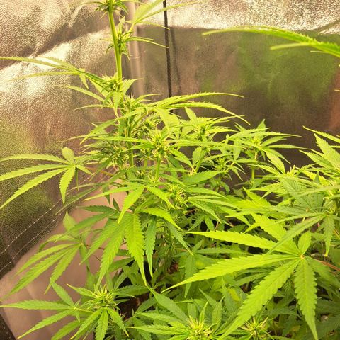 Jack 47 XL Auto growlog timeline photo