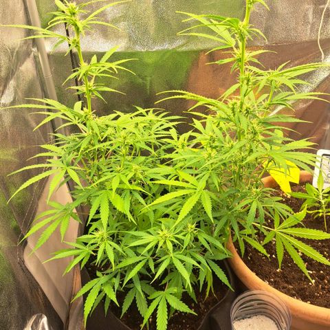 Jack 47 XL Auto growlog timeline photo