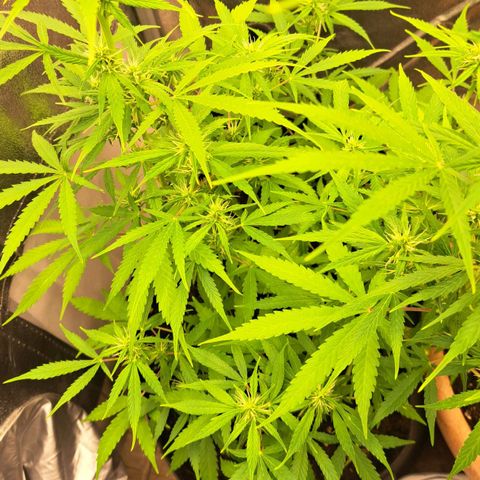 Jack 47 XL Auto growlog timeline photo
