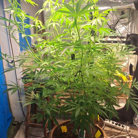 Sideral x Zombie Kush growlog timeline photo