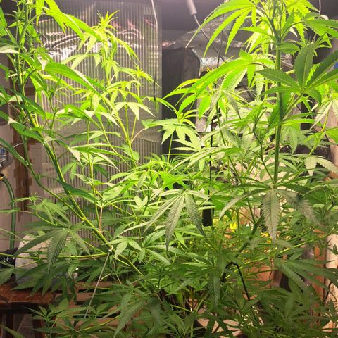 Sideral x Zombie Kush growlog timeline photo