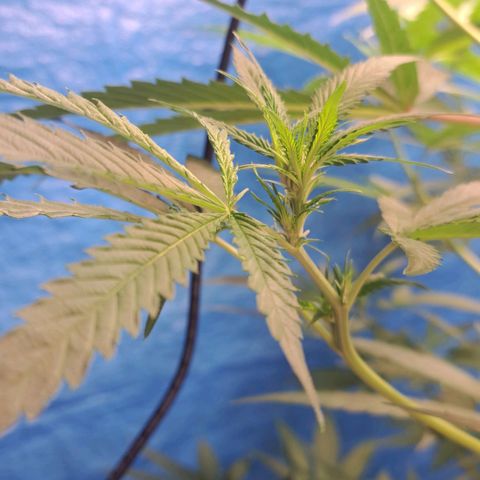 Sideral x Zombie Kush growlog timeline photo