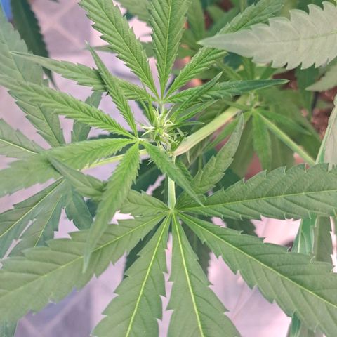 Sideral x Zombie Kush growlog timeline photo