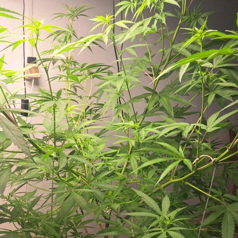 Sideral x Zombie Kush growlog timeline photo