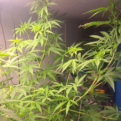 Sideral x Zombie Kush growlog timeline photo