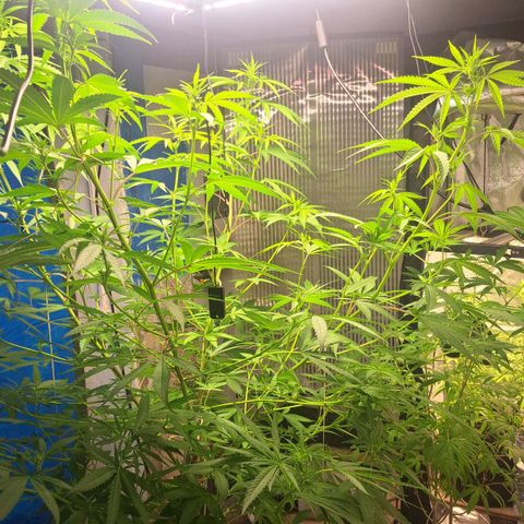 Sideral x Zombie Kush growlog timeline photo