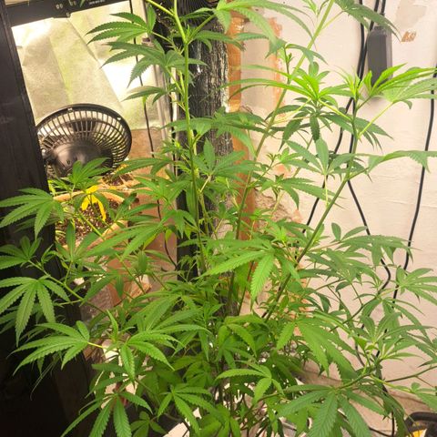 Sideral x Zombie Kush growlog timeline photo
