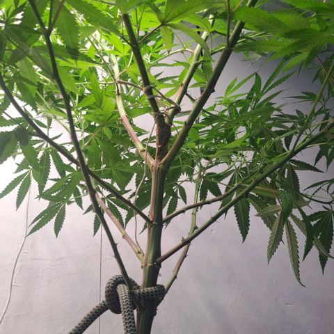 Sideral x Zombie Kush growlog timeline photo