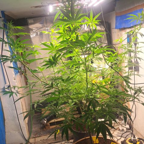 Sideral x Zombie Kush growlog timeline photo