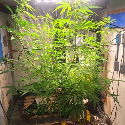 Sideral x Zombie Kush growlog timeline photo