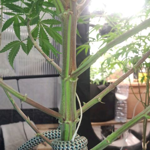 Sideral x Zombie Kush growlog timeline photo