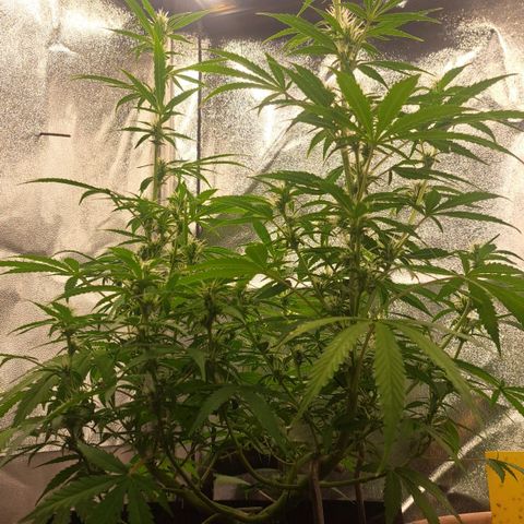 Jack 47 XL Auto growlog timeline photo