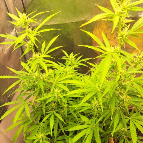 Jack 47 XL Auto growlog timeline photo