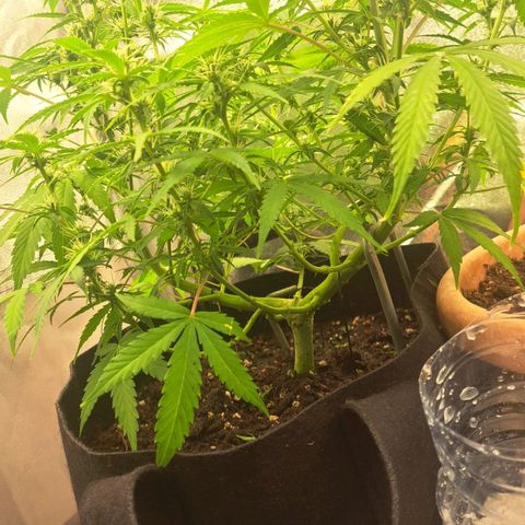 Jack 47 XL Auto growlog timeline photo