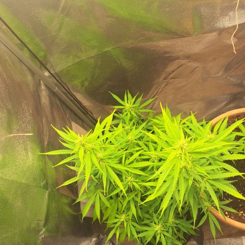 Jack 47 XL Auto growlog timeline photo