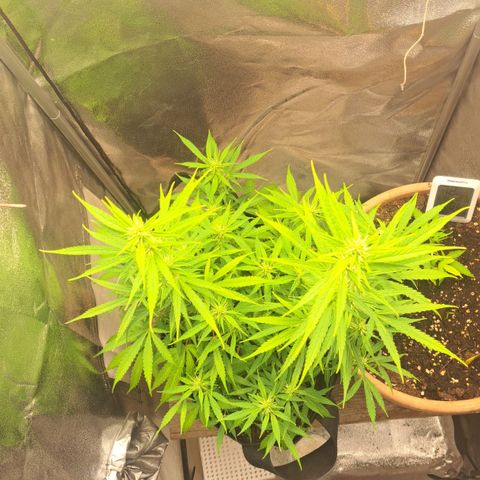 Jack 47 XL Auto growlog timeline photo