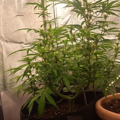 Jack 47 XL Auto growlog timeline photo