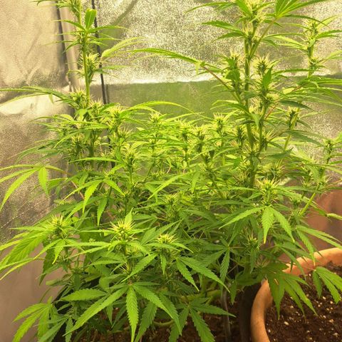 Jack 47 XL Auto growlog timeline photo