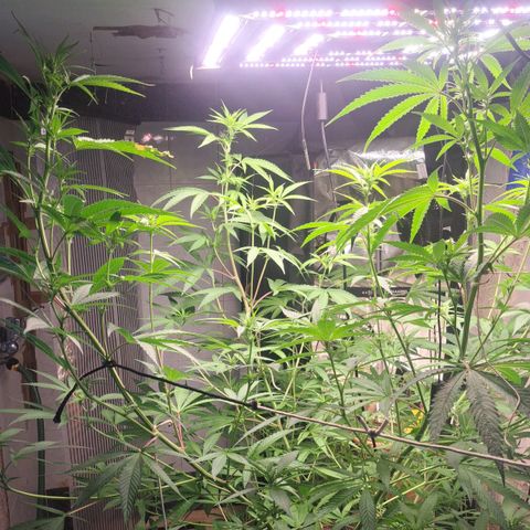 Sideral x Zombie Kush growlog timeline photo